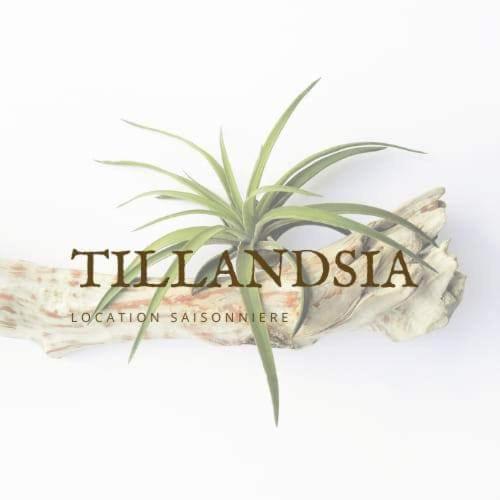 Bungalow Tillandsia Le Tampon Exterior foto
